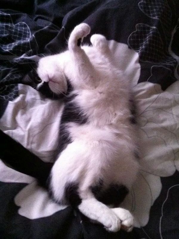 Shall we show off our cats? &#55357&#56832&#55357&#56832&#55357&#56832&#55357&#56832