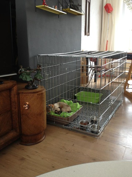 Cage for convalescing cat