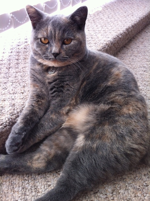 Shall we show off our cats? &#55357&#56832&#55357&#56832&#55357&#56832&#55357&#56832