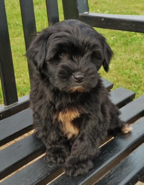 Help me name our puppy please!