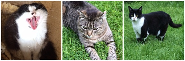 Shall we show off our cats? &#55357&#56832&#55357&#56832&#55357&#56832&#55357&#56832