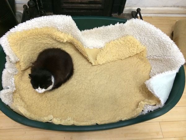 Shall we show off our cats? &#55357&#56832&#55357&#56832&#55357&#56832&#55357&#56832