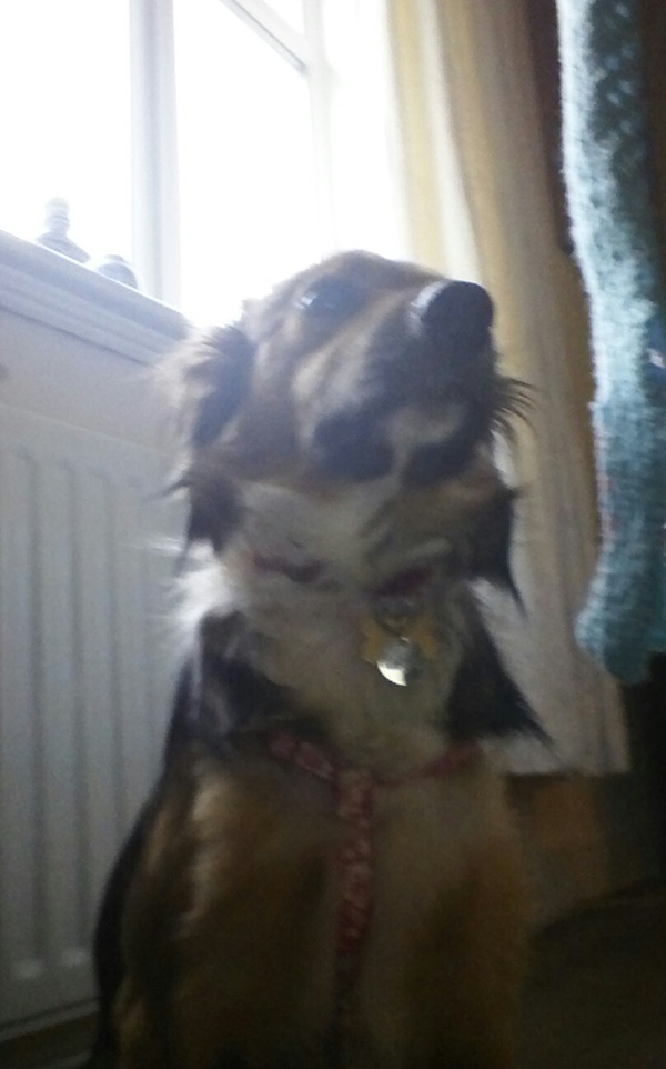 my dog keeps zig zagging behind me. what does it mean?