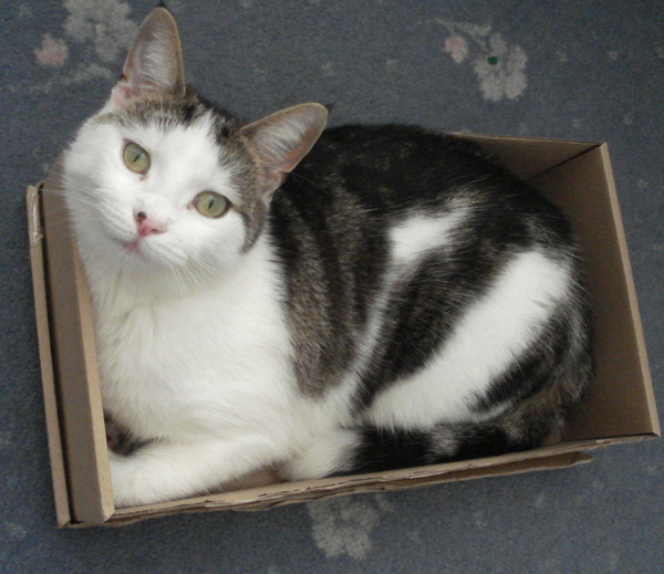 Shall we show off our cats? &#55357&#56832&#55357&#56832&#55357&#56832&#55357&#56832