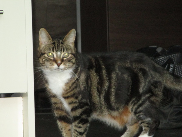 Shall we show off our cats? &#55357&#56832&#55357&#56832&#55357&#56832&#55357&#56832