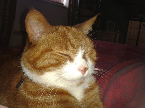Shall we show off our cats? &#55357&#56832&#55357&#56832&#55357&#56832&#55357&#56832