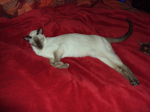Shall we show off our cats? &#55357&#56832&#55357&#56832&#55357&#56832&#55357&#56832