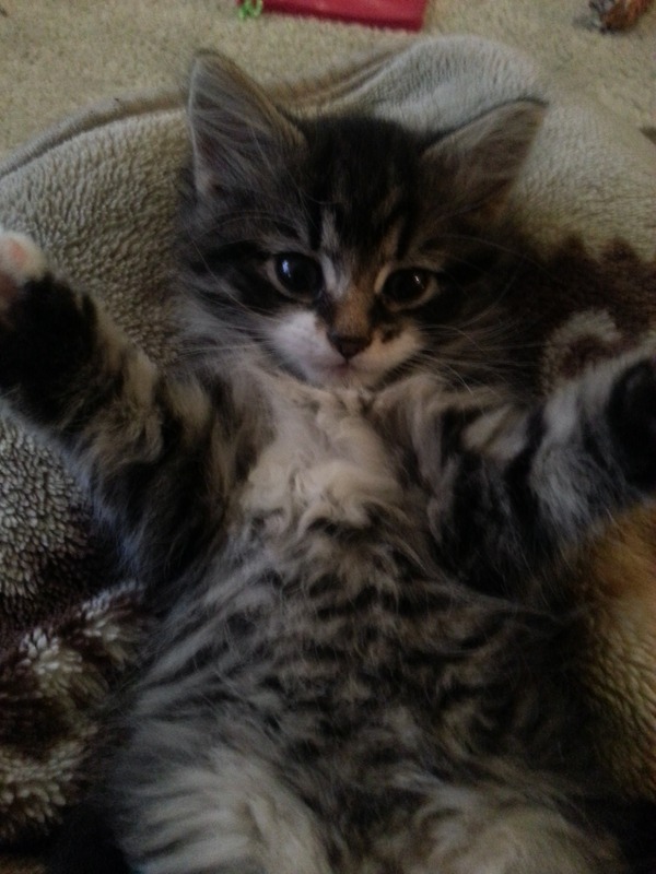 Shall we show off our cats? &#55357&#56832&#55357&#56832&#55357&#56832&#55357&#56832