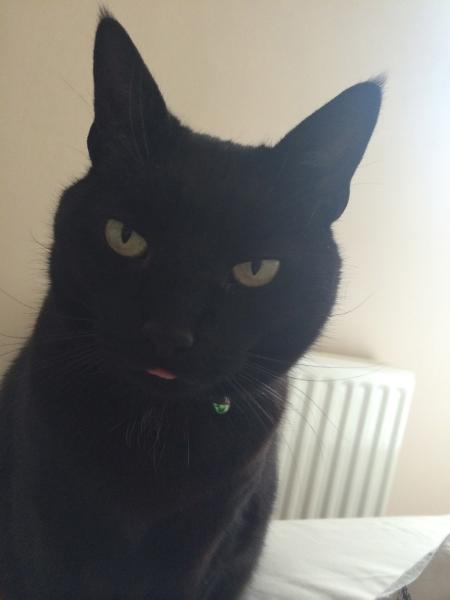 How the bloody hell do I stop my cat being such a complete git?