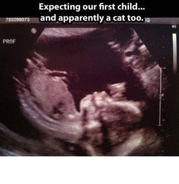 pregnant with a cat?