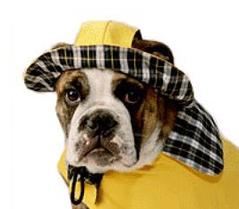 Dog walking in the rain.
