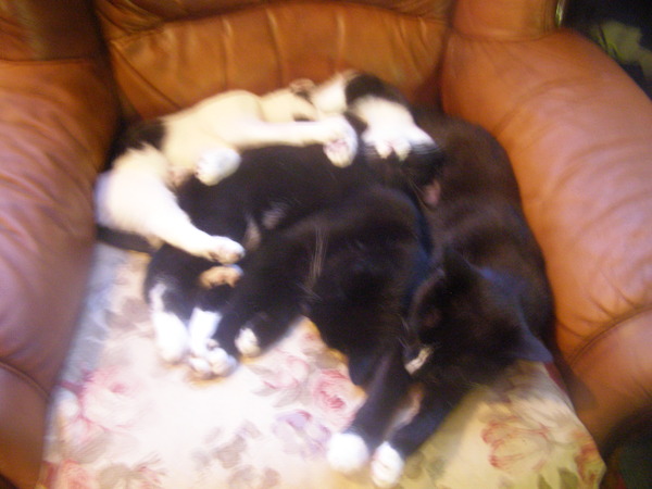Introducing kittens to our other cat - any suggestions?!