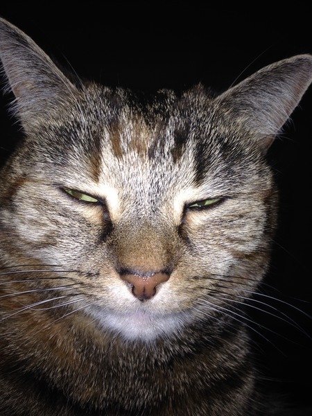 Shall we show off our cats? &#55357&#56832&#55357&#56832&#55357&#56832&#55357&#56832