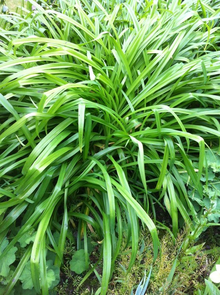 What is this big grassy bush in my garden?