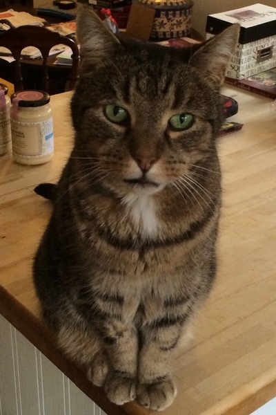 Shall we show off our cats? &#55357&#56832&#55357&#56832&#55357&#56832&#55357&#56832
