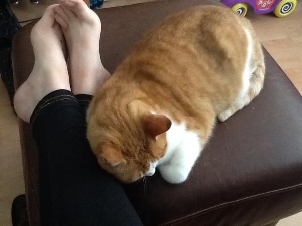 How the bloody hell do I stop my cat being such a complete git?