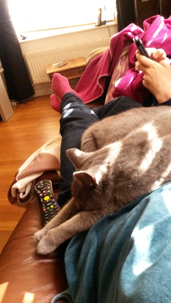 Shall we show off our cats? &#55357&#56832&#55357&#56832&#55357&#56832&#55357&#56832