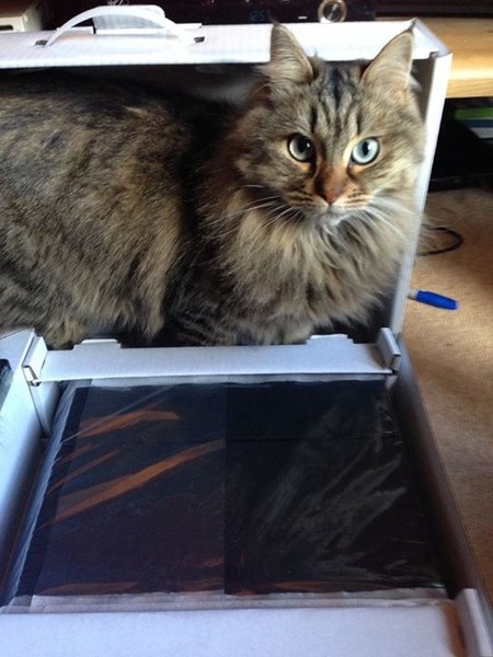 Shall we show off our cats? &#55357&#56832&#55357&#56832&#55357&#56832&#55357&#56832