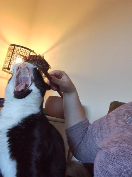 How the bloody hell do I stop my cat being such a complete git?