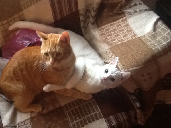 Shall we show off our cats? &#55357&#56832&#55357&#56832&#55357&#56832&#55357&#56832