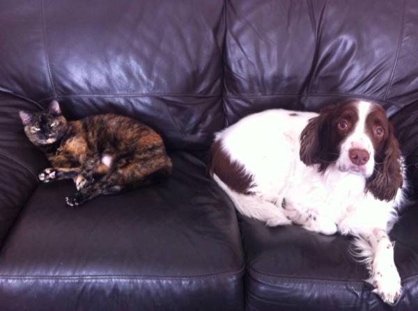 New kitten with two older cats and a crazy dog
