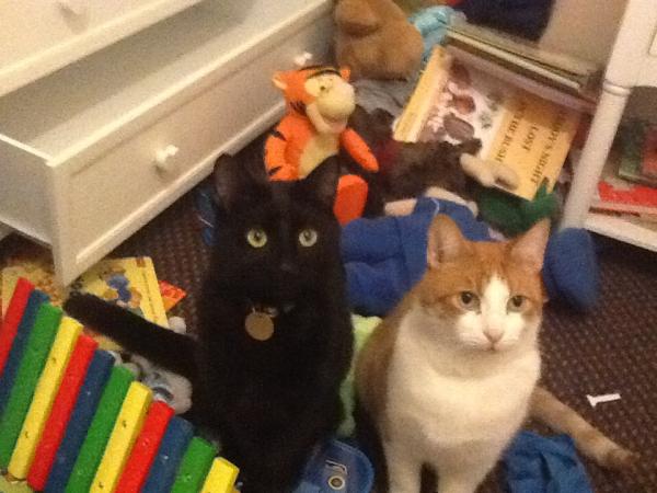 How the bloody hell do I stop my cat being such a complete git?