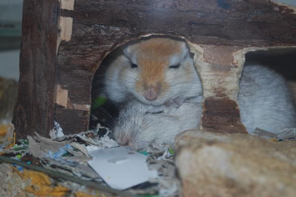 Any other gerbil owners here?