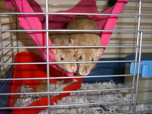 Guinea pig/gerbil/hamster/lizard thing for 7 and 4 year old's first pet?