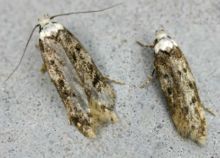 Little moths are in every room!
