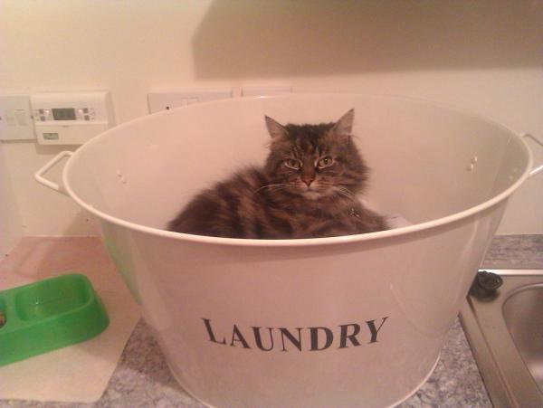 How the bloody hell do I stop my cat being such a complete git?