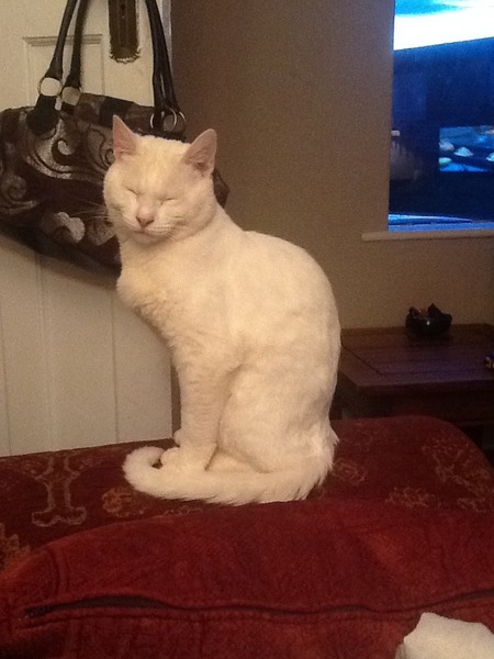 Shall we show off our cats? &#55357&#56832&#55357&#56832&#55357&#56832&#55357&#56832