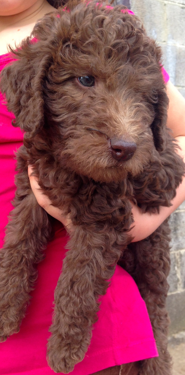 Insurance Recommendations? Excited new dog owner !