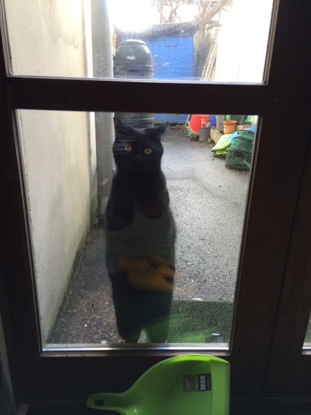 Shall we show off our cats? &#55357&#56832&#55357&#56832&#55357&#56832&#55357&#56832