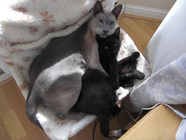 Shall we show off our cats? &#55357&#56832&#55357&#56832&#55357&#56832&#55357&#56832