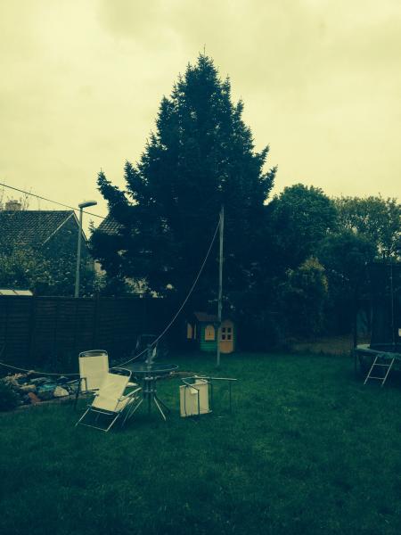 To not cut down this tree? Neighbour keeps on about it.