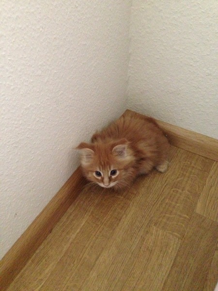 Litter training terrified new kitten