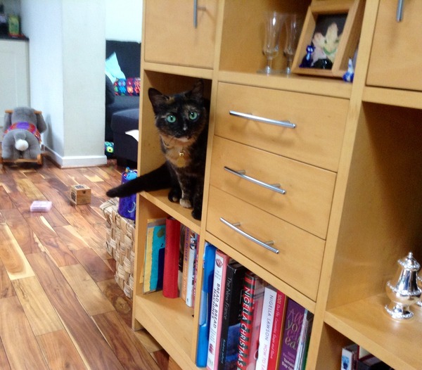 Shall we show off our cats? &#55357&#56832&#55357&#56832&#55357&#56832&#55357&#56832