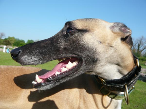 Greyhound, Whippet or Lurcher owner? Here's another pointy hounds cushion!