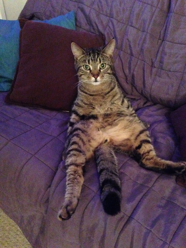 Shall we show off our cats? &#55357&#56832&#55357&#56832&#55357&#56832&#55357&#56832
