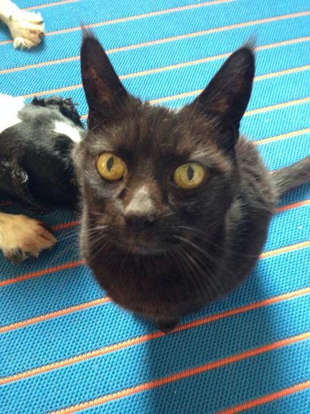 How the bloody hell do I stop my cat being such a complete git?