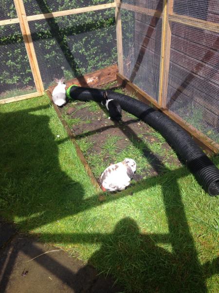 It's Rabbit Awareness Week!