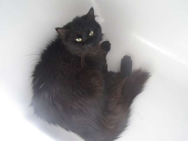 Shall we show off our cats? &#55357&#56832&#55357&#56832&#55357&#56832&#55357&#56832