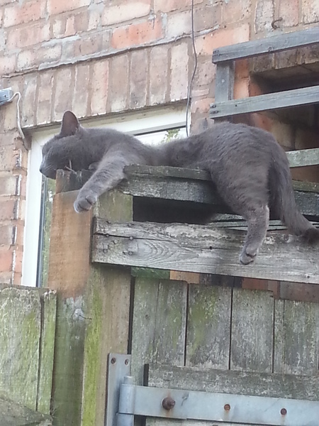 Shall we show off our cats? &#55357&#56832&#55357&#56832&#55357&#56832&#55357&#56832
