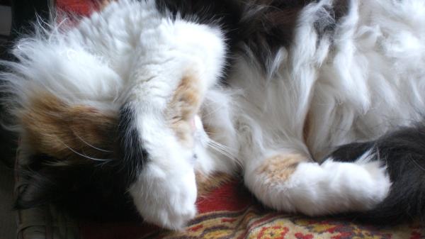How the bloody hell do I stop my cat being such a complete git?