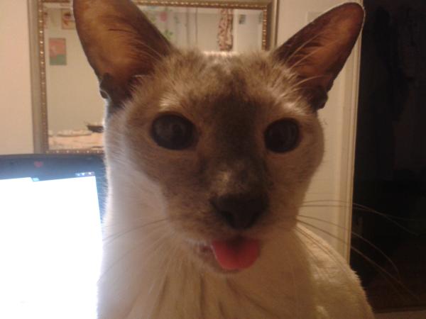 How the bloody hell do I stop my cat being such a complete git?