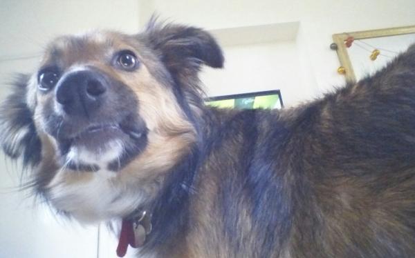 my dog keeps zig zagging behind me. what does it mean?