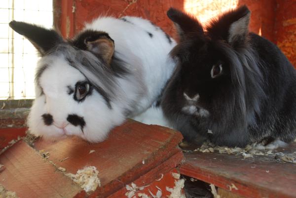 It's Rabbit Awareness Week!