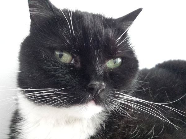 Shall we show off our cats? &#55357&#56832&#55357&#56832&#55357&#56832&#55357&#56832