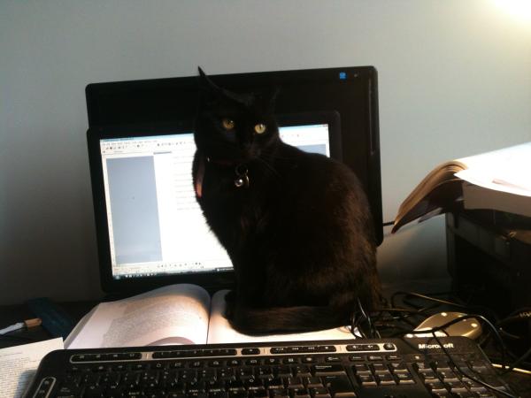 How the bloody hell do I stop my cat being such a complete git?