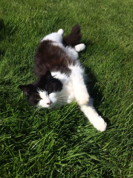 Please help, new cat seems traumatised!!!